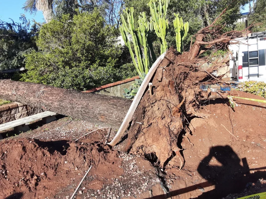 Fallen Cedar Tree in Escondido be clean up by Andy's Tree Service