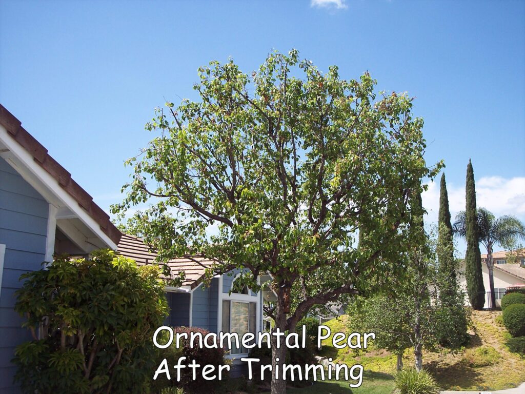 Ornamental Pear in Escondido after trimming by Andy's Tree Service