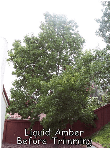 Liquid Amber tree in San Marcos before trimming by Andy's Tree Service, in San Marcos
