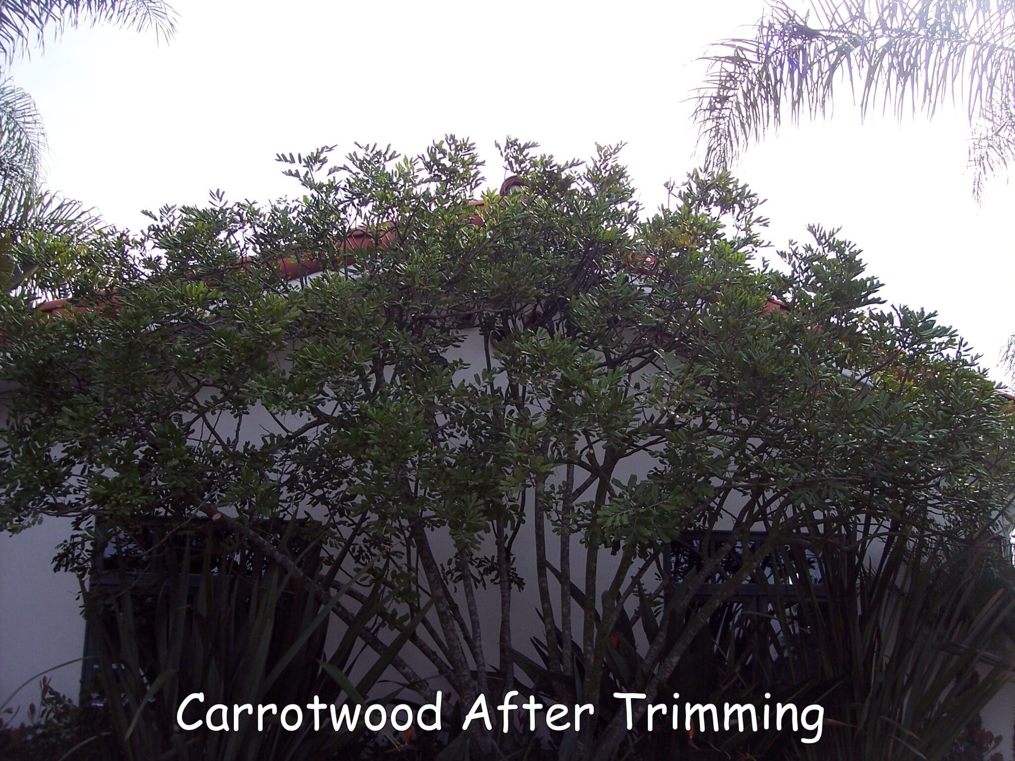 Carrotwood tree in Hidden Meadows after trimming by Andy's Tree Service, in Hidden Meadows