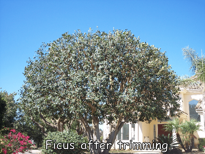 Ficus tree in Hidden Meadows after trimming by Andy's Tree Service, in Hidden Meadows