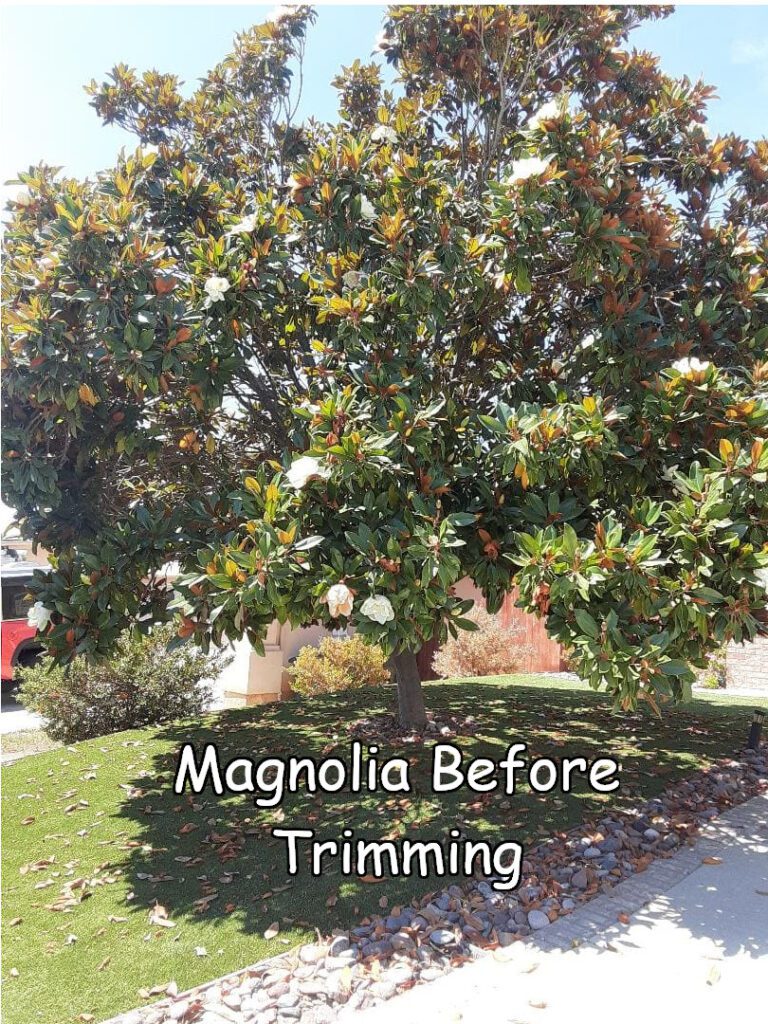 Magnolia in Escondido before trimming by Andy's Tree Service