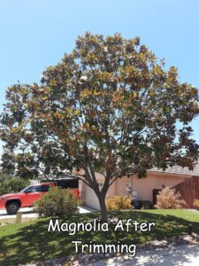Magnolia in Escondido after trimming by Andy's Tree Service