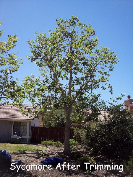 Sycamore tree in Poway after trimming by Andy's Tree Service, in Poway