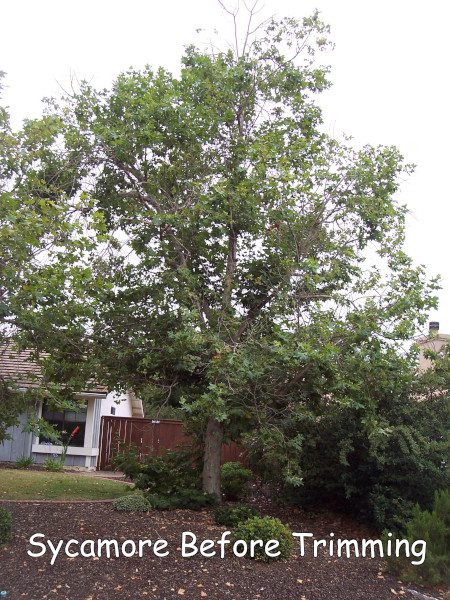 Sycamore tree in Poway before trimming by Andy's Tree Service, in Poway