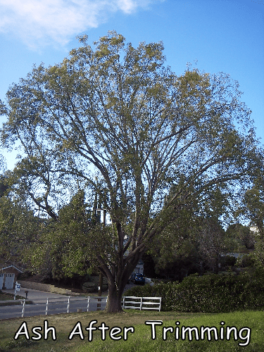 Ash tree in Escondido after trimming by Andy's Tree Service in Escondido