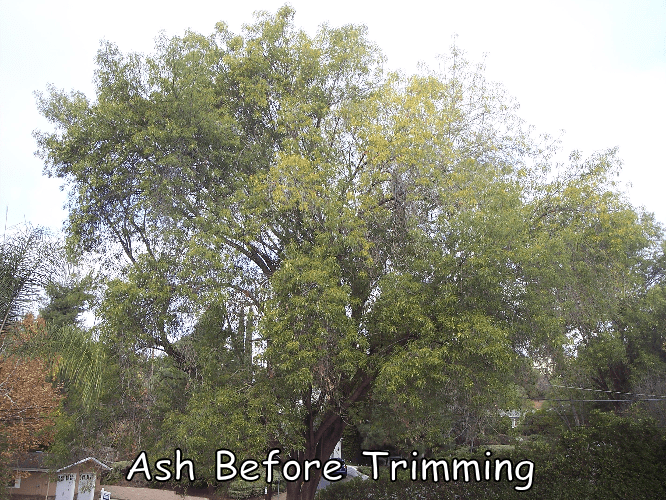 Ash tree in Escondido before trimming by Andy's Tree Service, in Escondido