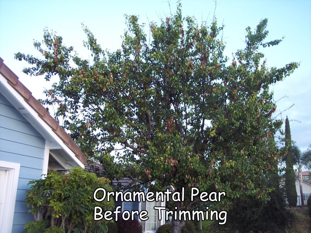Ornamental Pear in Escondido before trimming by Andy's Tree Service