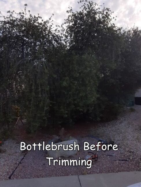 Bottlebrush tree before trimming by Andy's Tree Service, in Poway