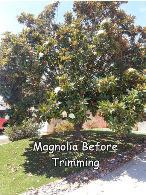 Magnolia tree before trimming by Andy's Tree Service, in Escondido