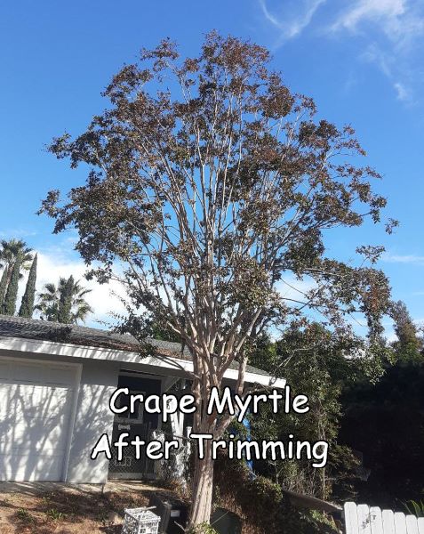 Crape Myrtle tree in Escondido after trimming by Andy's Tree Service, in Escondido