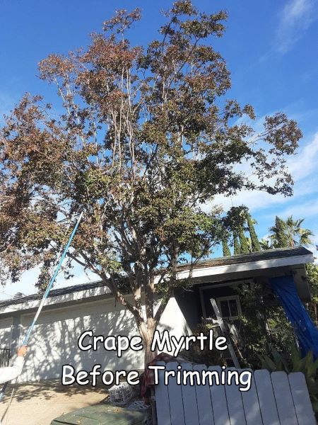 Crape Myrtle tree in Escondido before trimming by Andy's Tree Service, in Escondido