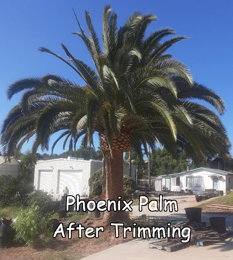 Phoenix Palm in Fallbrook after trimming by Andy's Tree Service, in Fallbrook
