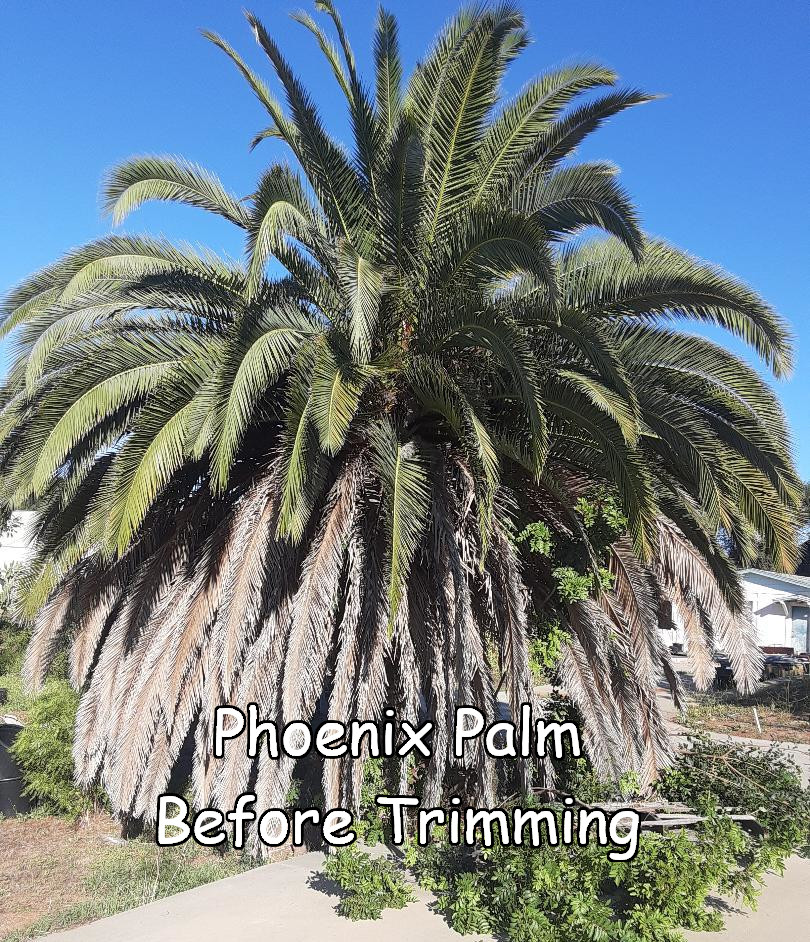 Phoenix Palm in Fallbrook before trimming by Andy's Tree Service, in Fallbrook