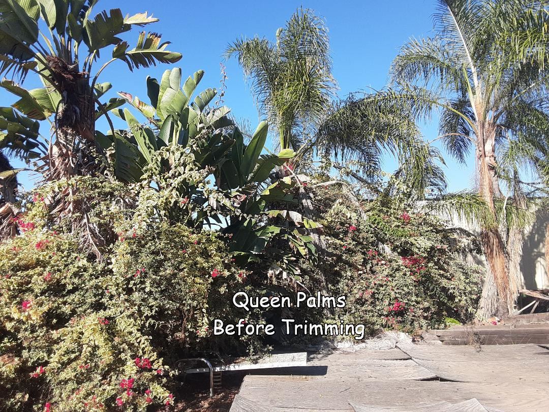 Queen Palms in Fallbrook CA before trimming by Andy's Tree Service