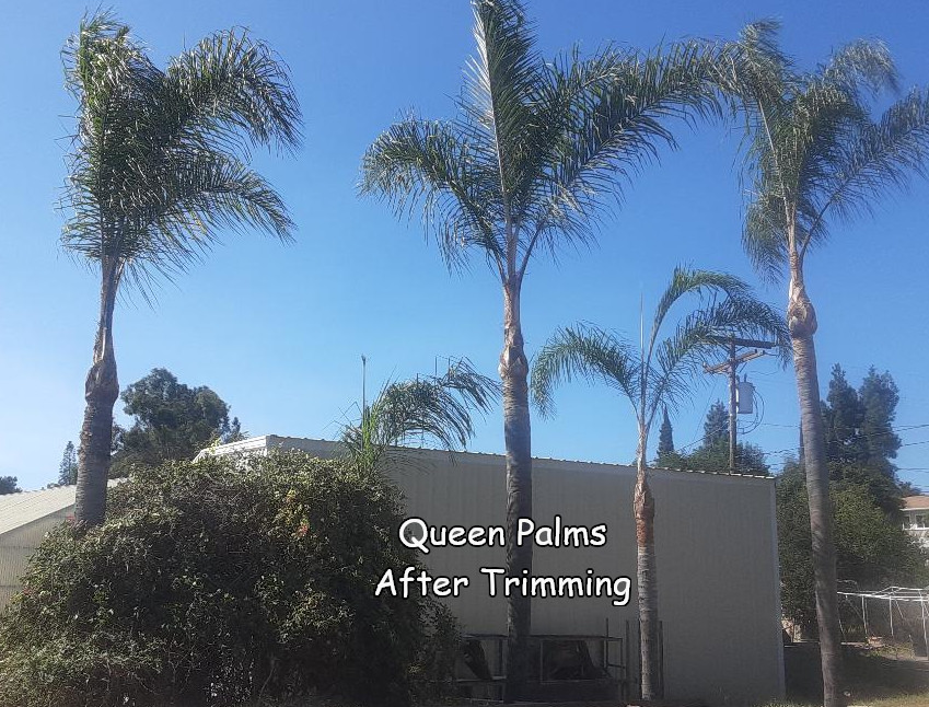Queen Palms in Fallbrook CA after trimming by Andy's Tree Service