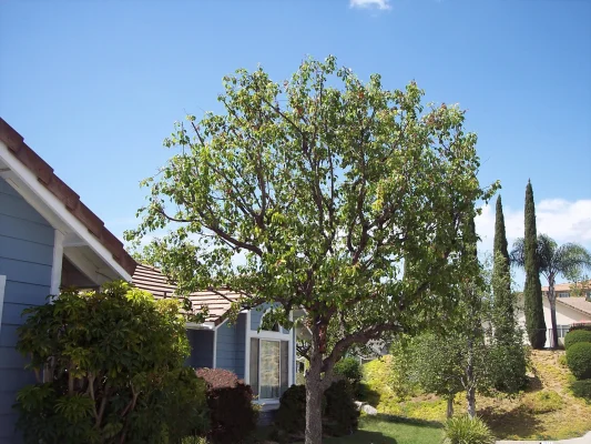 Ornamental-Pear-after1-scaled-1-jpg[1]