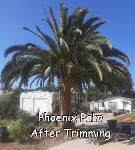 Phoenix Palm in Fallbrook after trimming by Andy's Tree Service, in Fallbrook