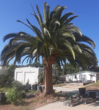 phoenix after 2 cut