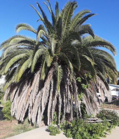 phoenix before 2 cut