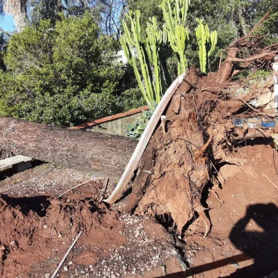 Fallen Cedar Tree in Escondido be clean up by Andy's Tree Service